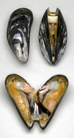 Marine blue mussel